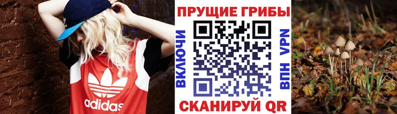 omg ONION  Бобров  Псилоцибиновые грибы мицелий 